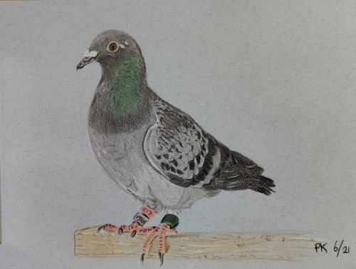 Columba 